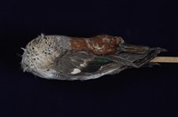 藏品(小水鴨)的圖片